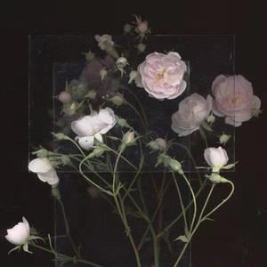 午夜视频在线观看www在线
